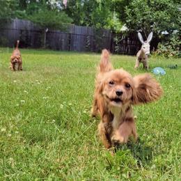 Pink collared girl - Ruby female Cavalier King Charles Spaniel puppy in Manchester, New Hampshire from Evergreen Cavaliers