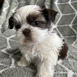 Shih Tzu Puppies from Jodi’s Shihtzus