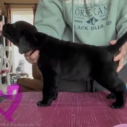Pink - Black female Labrador Retriever puppy in Ankeny, Iowa from Avondale Labradors