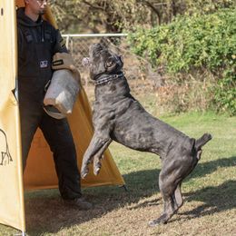 Cane Corso and Lowchen from Potrero Performance Dogs