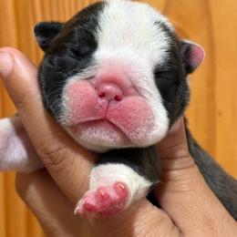 Walter - Blue tri-color male Bulldog puppy in Wolf Creek, Oregon from Dejah Bleu Bulldogs