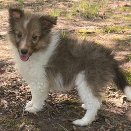 Tot - Sable and white female Shetland Sheepdog puppy in Lancaster, South Carolina from Oakview Kennels