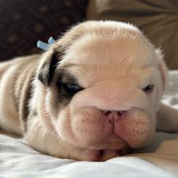 Buzz - Red and white male Bulldog puppy in Fayettville Ar, Arkansas from Ozark Bulldogs