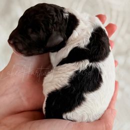 Wrangler - Parti female Poodle puppy in Hartwell, Georgia from Lake Hartwell Standard Poodles