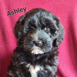 Ashley - Black and white female Portuguese Water Dog puppy in Narvon, Pennsylvania from Prized Family Porties