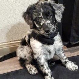 Kiwi - Merle male Goldendoodle puppy in Richmond, Texas from Harper’s Heartbeats