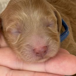 Green - Red  male Goldendoodle puppy in Boise, Idaho from Goldendoodle Baby