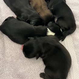 Shih Tzu Puppies from Shih Tzu Dreams Come True