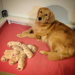 Golden Retriever Puppies from SunKissed Golden Retrievers