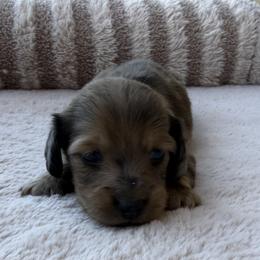 Jackie - Dapple female Dachshund puppy in Gold Canyon, Arizona from Silverking Kennels