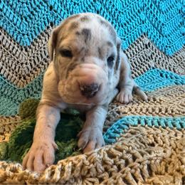 Freedom - Harlequin male Great Dane puppy in Rosharon, Texas from Parker's Great Danes