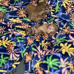 Poodle Puppies from Breahna Snay