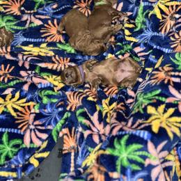 Poodle Puppies from Breahna Snay