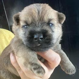 Weechee Boy 3 - Gray male Cairn Terrier puppy in Bigfork, Minnesota from Dachshunds Up North