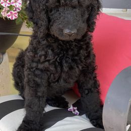 Goldendoodles and Poodles from Amy’s Poodles and Goldendoodles