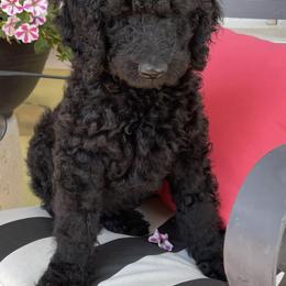 Goldendoodles and Poodles from Amy’s Poodles and Goldendoodles