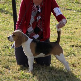 Tarra - Beagle