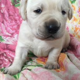 Golden Retriever and Labrador Retriever Puppies from Golden Hills Retrievers