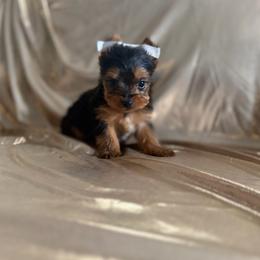 Polo - Black and tan male Yorkshire Terrier puppy in Parma Heights, Ohio from Yorkies of Ohio