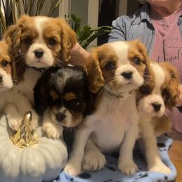 Cavalier King Charles Spaniel puppies from Foster Cavaliers