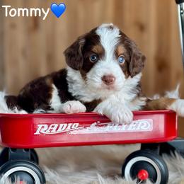 Tommy - Red tri-color male Aussiedoodle puppy in Lancaster, Minnesota from Finney Ranch