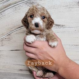 Payback (Brown Collar) - Apricot male Goldendoodle puppy in Scurry, Texas from 07 Seven Oaks Goldens and Doodles