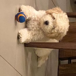 Aussiedoodle and Goldendoodle Puppies from West Coast Doodles