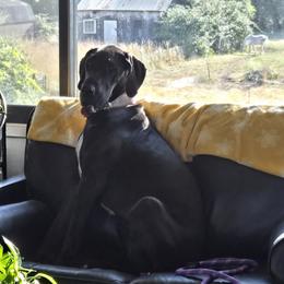 Great Dane puppies from Red Cloud Australian Shepherds and DeGray Great Danes & Bulldogs