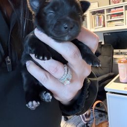 Black Male - Black male Pomeranian puppy in Buffalo, New York from Buffalo Pomeranians 716