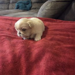 Buddha - Cream male Pekingese puppy in Kingman, Arizona from Faith Harvey