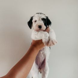 Margo - Black and white female Sheepadoodle puppy in Wabash, Indiana from DOODCompany