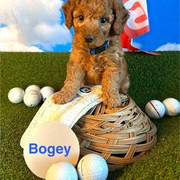 Bogey - Red  male Goldendoodle puppy in Chelan, Washington from North Cascades Doodles