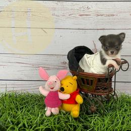 Bandit - Blue fawn male Chihuahua puppy in North Ridgeville, Ohio from Happy Pups