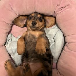 Dachshund Puppies from Queen Bee Doxies