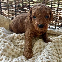 Cinnamon - Red  male Poodle puppy in Florida from Rouge Poodles
