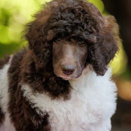 Poodle Puppies from Mystic Moon Poodles