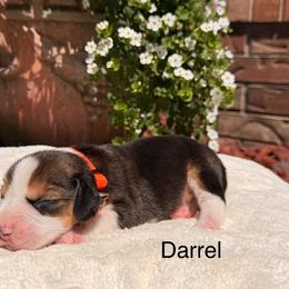 Darrel - Black tan and white male Beagle puppy in Mansfield, Missouri from Rippee Creek Kennel