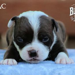 Cognac - White and brown male American Bulldog puppy in Vancouver, Washington from Blackwell's Bulldogs