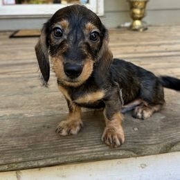 Albus (Pin wire) - Wild  boar and tan male Dachshund puppy in Mc Donough, Georgia from L & J Kennel