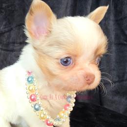 GingerSnap 5500 Blue eyes - Merle female Chihuahua puppy in Piqua, Kansas from Cute As A Cupcake Chihuahuas