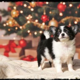 Mistletoe - Black and white female Chihuahua puppy in Demorest, Georgia from Sourpatch Chihuahuas