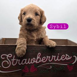 Sybil - Apricot female Goldendoodle puppy in Neillsville, Wisconsin from Granton Creek