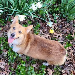 Emerie - Pembroke Welsh Corgi