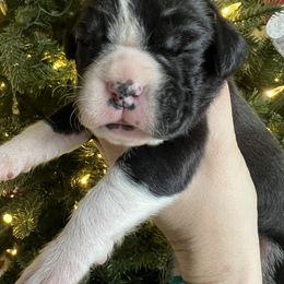 Flashy brindle female - Brindle female Boxer puppy in Enon, Ohio from Diamond Lane Boxers