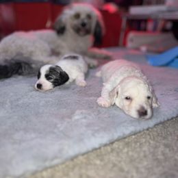 Maltipoo Puppies from JJR Doggie World LLC