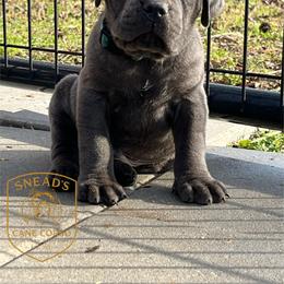 Arman - Gray brindle male Cane Corso puppy in Altoona, Alabama from Snead’s Cane Corso Kennel