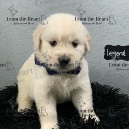 Dachshund and Golden Retriever Puppies from From the Heart Retrievers and Doxies