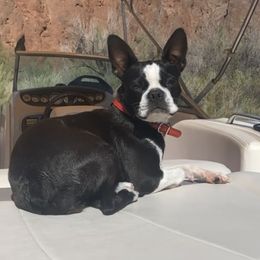 Sadie - Boston Terrier