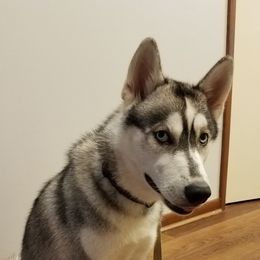 KENAI - Siberian Husky