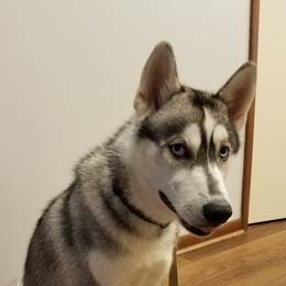 KENAI - Siberian Husky